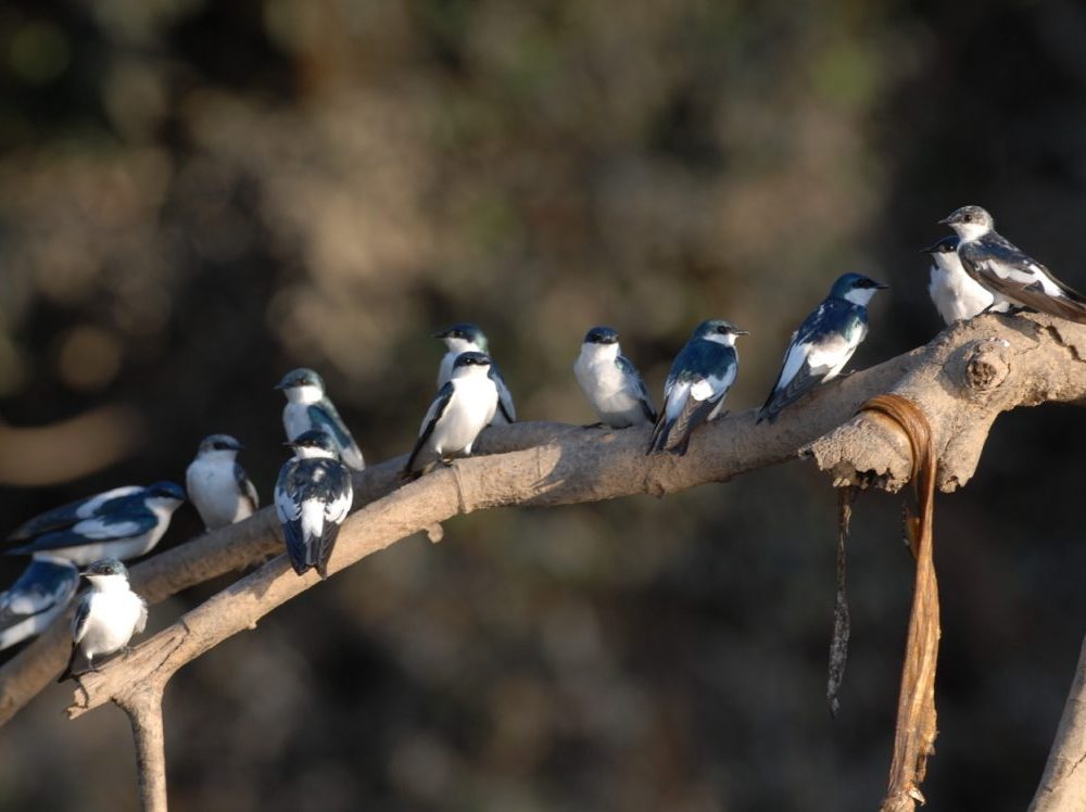 Pacaya Samiria Tour 4D