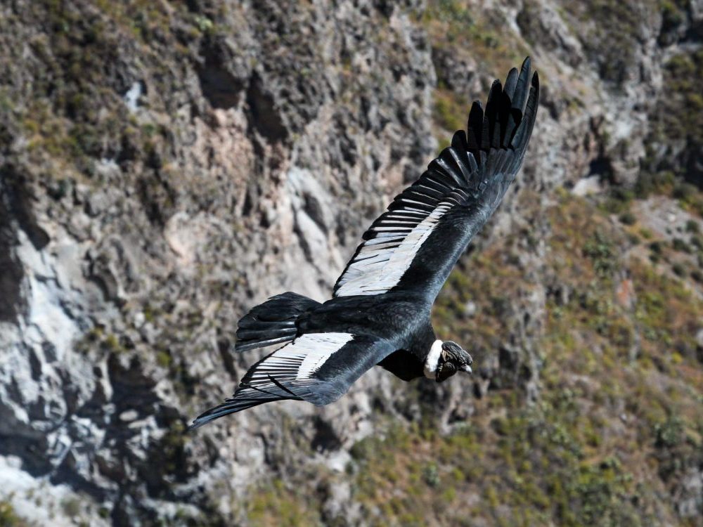 Condor del Colca