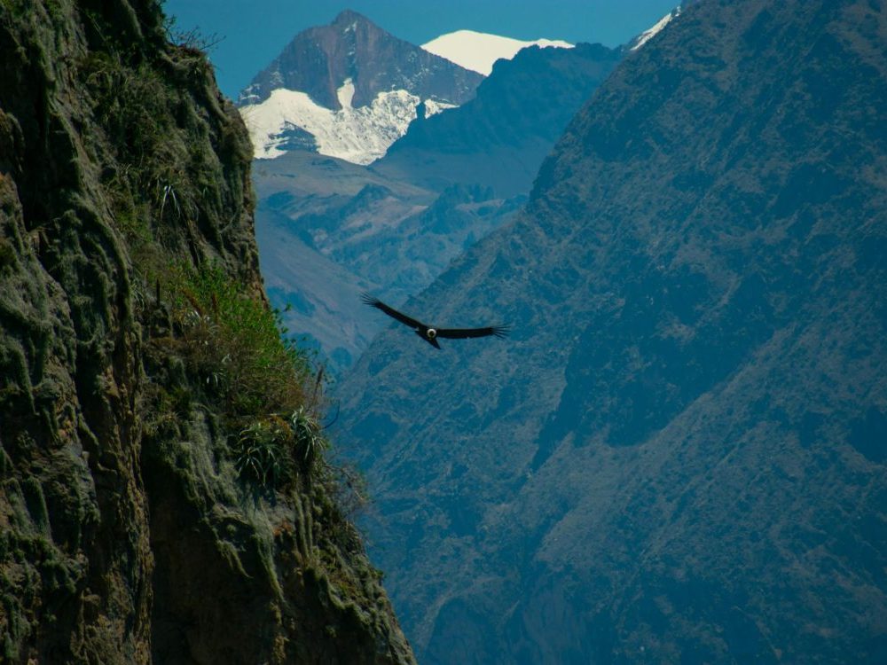 condor cañon del colca