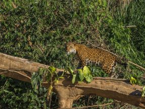 Sachavacayoc Tour: 3 Días de Expedición al Corazón de Tambopata Sachavacayoc Tour: 3 Días de Expedición al Corazón de Tambopata