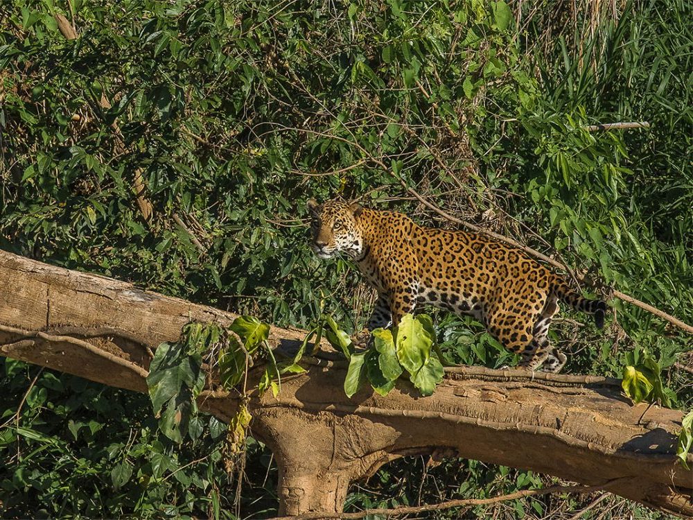 Sachavacayoc Tour: 3 Días de Expedición al Corazón de Tambopata