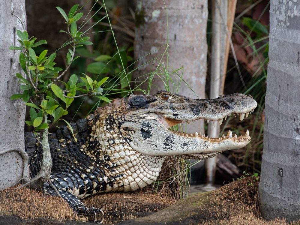 Caiman Sachavayoc